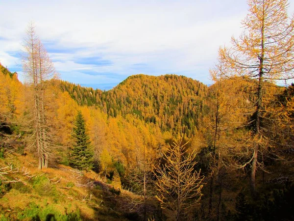 スロベニアのカラバンケ山脈のTrupijevo山の周りの山の斜面の風景黄金とオレンジ色のカラマツ ラリックスDecua の森で覆われている — ストック写真