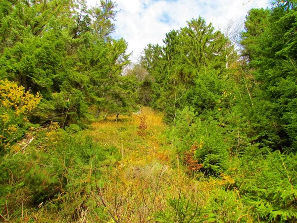 Colorful forest clearing covered with dry grass and tree pine,spruce and beech tree saplings in Slovenia