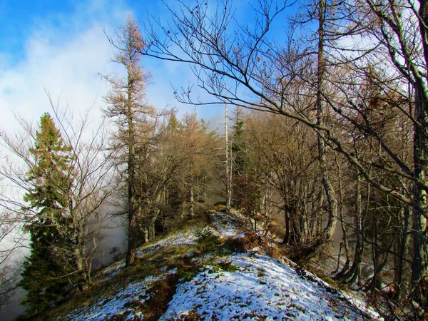 冬にはブナ カラマツ トウヒの森を抜けて スロベニアの森の床の一部を雪で覆う道 — ストック写真