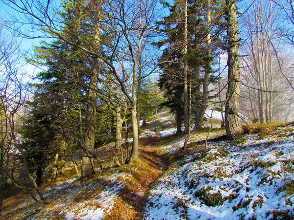 Caminho Que Passa Por Uma Floresta Faia Larício Abeto Montanha — Fotografia de Stock