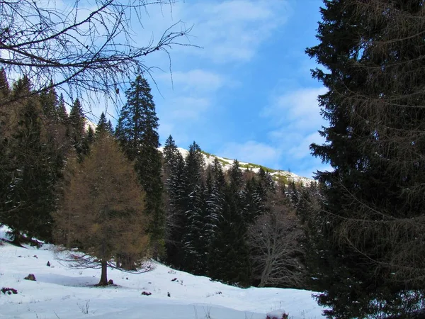 Moutain Луг Bellow Korosica Зимой Покрытый Снегом Окружающей Средой Елового — стоковое фото