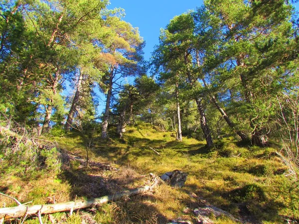 Landschappelijk Uitzicht Een Helder Schots Dennenbos Pinus Sylvestris Slovenië Bergen — Stockfoto