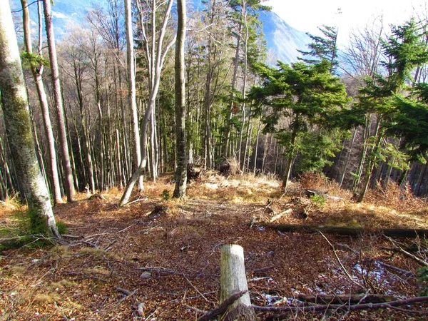 在斯洛文尼亚 冬季山毛榉林 有一条明亮的干草之路 阳光照射在森林的地面上 — 图库照片