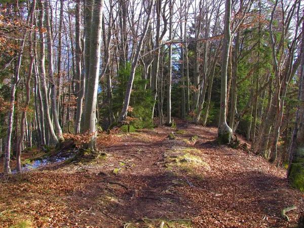 Ścieżka Biegnąca Przez Las Bukowy Świerkowy Słońcem Świecącym Podłodze Leśnej — Zdjęcie stockowe