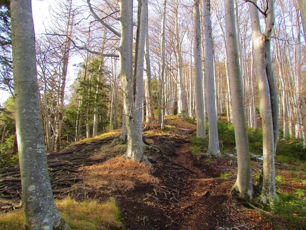Weg Durch Buchen Und Fichtenwald Mit Sonnenschein Auf Dem Waldboden — Stockfoto