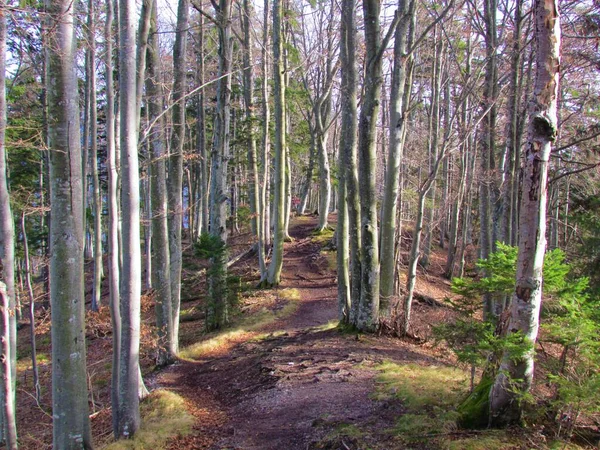 Weg Durch Einen Buchenwald Winter Slowenien Die Sonne Auf Den — Stockfoto