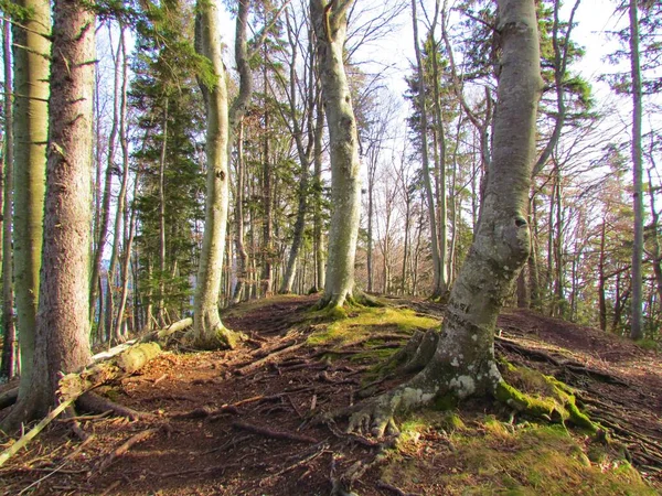 斯洛维尼亚冬季的山毛榉森林 森林地面上覆盖着草 草地上洒满了阳光 — 图库照片