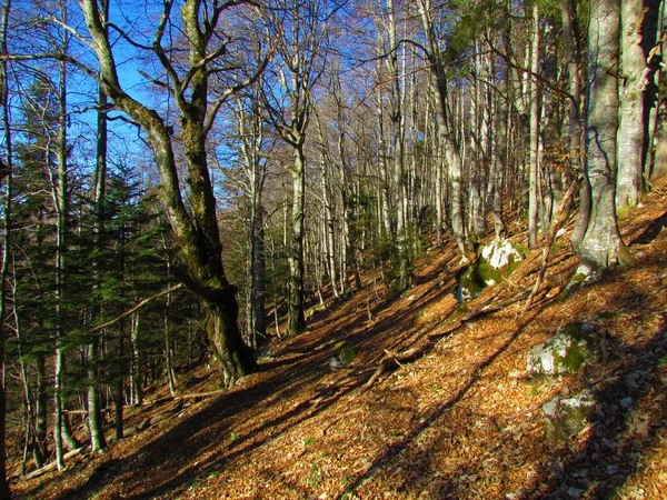 斯洛文尼亚卡拉万科山区冬季明媚的山毛榉林 森林地面覆盖着干枯的树叶 — 图库照片