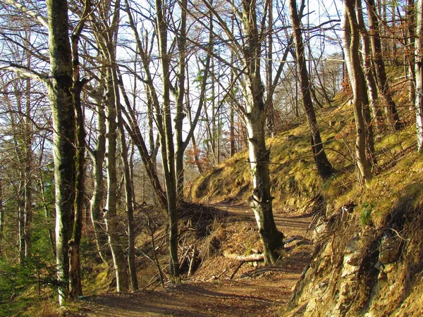 Dirt Forest Road Przechodzi Przez Słoneczny Las Bukowy Zimą Suchą — Zdjęcie stockowe