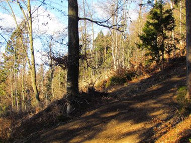 Slovenya 'da kayın ve ladin ormanının ortasında çimlerle kaplı parlak temizlik.