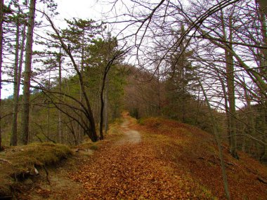 Slovenya 'da kışın çam ve kayın ormanlarından geçen yol