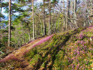 Slovenya 'daki İskoç çam ve kayın ormanları pembe çiçekli kış fundalığı, bahar fundalığı, alp fundalığı (Erica carnea) zemini kaplıyor