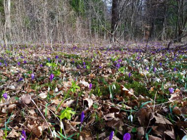 Bahar çiçekleri ilkbahar ekini (Crocus vernus) ve Sorsko polyesi, Gorenjska, Slovenya 'daki orman tabanını kaplayan yaygın kartopu (Galanthus nivalis)