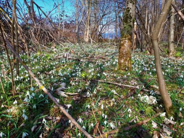 Slovenya 'nın Sorsko Polje kentindeki orman tabanını kaplayan bahar çiçekleri (Galanthus nivalis) ve yeşil kardelen (Helleborus viridis)