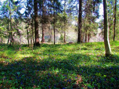 Slovenya 'nın Sorsko polyesindeki parlak güneş ışığı ormanı, daha az çiçek açan küçük menekşe veya cüce menekşesi (Vinca minör menekşe) ile kaplıdır)