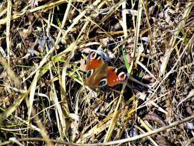 Paslı kırmızı tavus kuşu kelebeği (Aglais io) siyah, mavi ve sarı göz kapaklarıyla