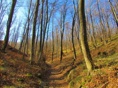 Slovenya 'nın Vremisica yamaçlarının altındaki parlak yapraksız kayın ormanlarından geçen yol