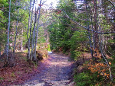 Slovenya 'da kayın ve ladin ormanlarının yanından geçen toprak yol güneş ışığı yerde parlıyor.