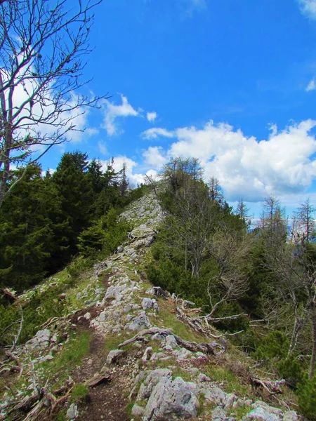 Sentier Montagne Traversant Paysage Alpin Slovénie Avec Des Pins Rampants — Photo