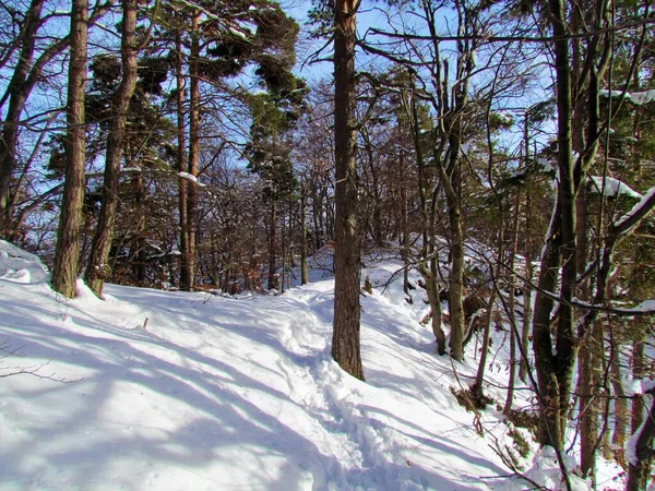 在斯洛文尼亚 冬天的苏格兰松树林覆盖着积雪 一条雪道穿过 — 图库照片