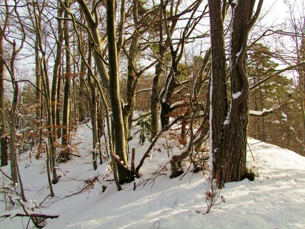 斯洛文尼亚冬季山毛榉和松树林被雪覆盖 — 图库照片