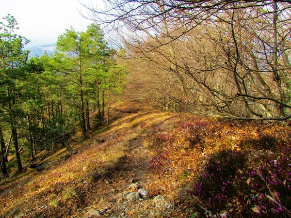 Grass covered forest clearing with scots pine forest on one side and a beech forest on the other lit by sunshine bellow mountain in Slovenia