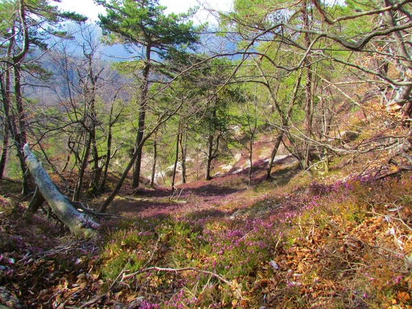 Schots Dennenbos Slovenië Met Roze Bloeiende Winterheide Lenteheide Alpiene Heide — Stockfoto