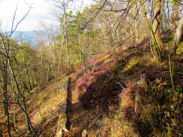 Trail Door Een Jong Beukenbos Slovenië Met Roze Bloeiende Winterheide — Stockfoto
