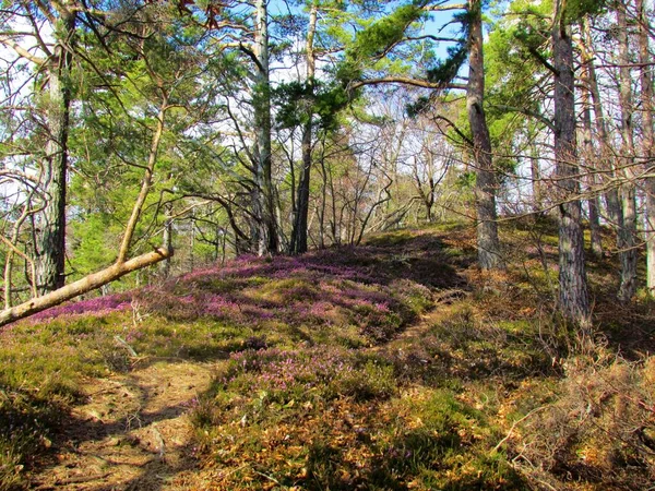 Slovenya Çam Ağacı Pembe Çiçekli Kış Fundalığı Bahar Fundalığı Veya — Stok fotoğraf