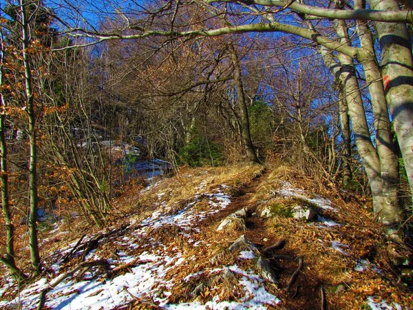 Caminho Que Conduz Através Uma Pequena Clareira Uma Floresta Faia — Fotografia de Stock