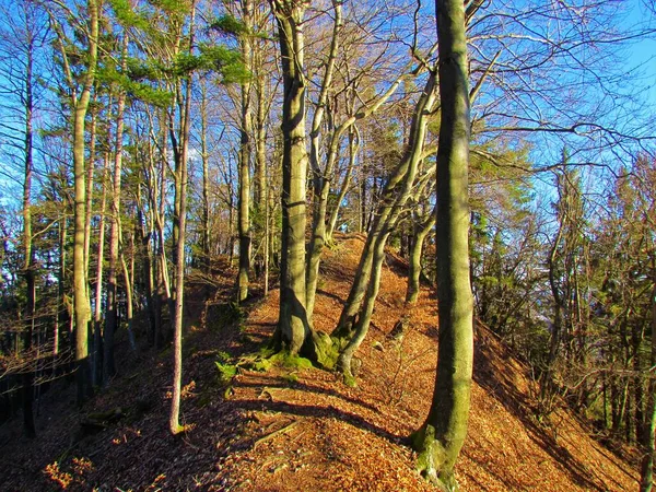 Bosque Hayas Europeo Cima Una Cresta Iluminada Por Sol Hojas — Foto de Stock