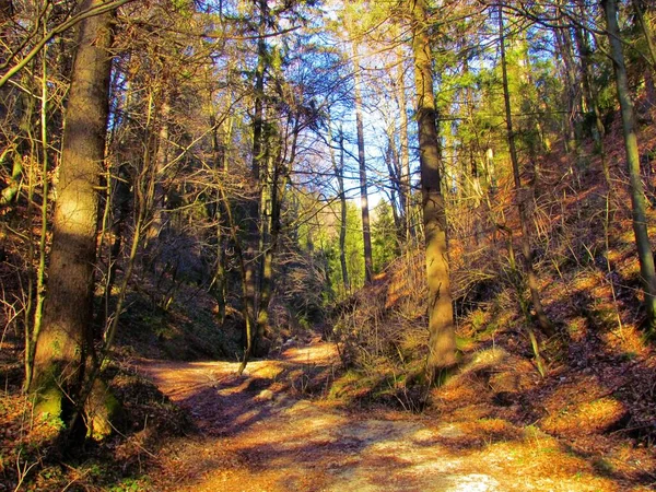 Ścieżka Wiodąca Przez Europejski Las Bukowy Zimą Szopą Liści Promieni — Zdjęcie stockowe