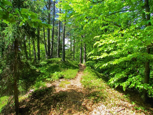 Strahlend Grüne Schottenkiefern Und Rotbuchenwälder Der Spitze Eines Bergrückens Mit — Stockfoto