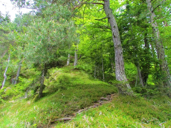 Chemin Remontant Une Pente Escarpée Vers Une Pinède Sylvestre Une — Photo