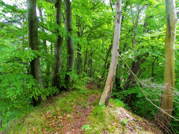 在斯洛文尼亚 一条小路穿过山脊顶上的欧洲山毛榉林 两棵枯死的树矗立在路边 — 图库照片