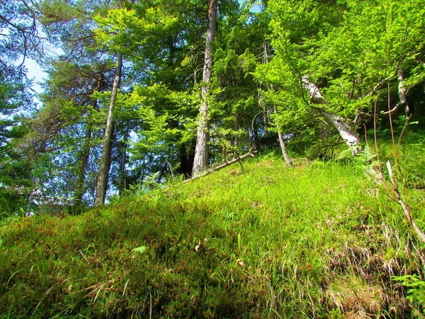 Strahlend Grüne Sonnenbeschienene Waldlichtung Mit Einem Schottischen Kiefernwald Hintergrund Slowenien — Stockfoto