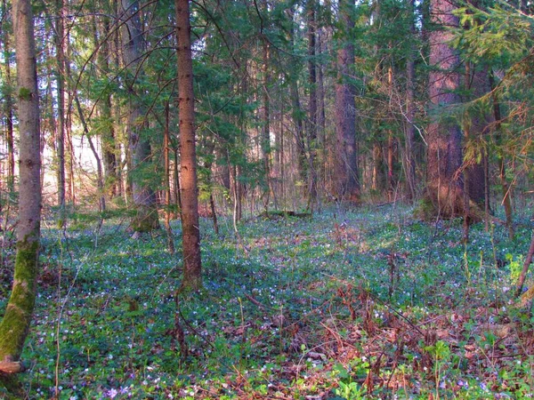 Δάσος Ελάτης Στο Sorsko Polje Της Σλοβενίας Την Άνοιξη Ανεμώνη — Φωτογραφία Αρχείου