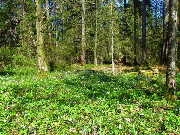 European Hornbeam Norway Spruce Forest Spring Flowers Incl Lesser Periwinkle — Stockfoto