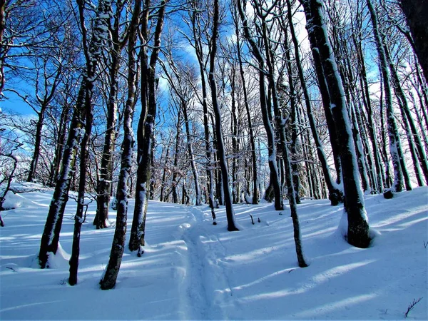 Floresta Europeia Faia Inverno Coberta Neve Karavanke Mountans Eslovénia — Fotografia de Stock
