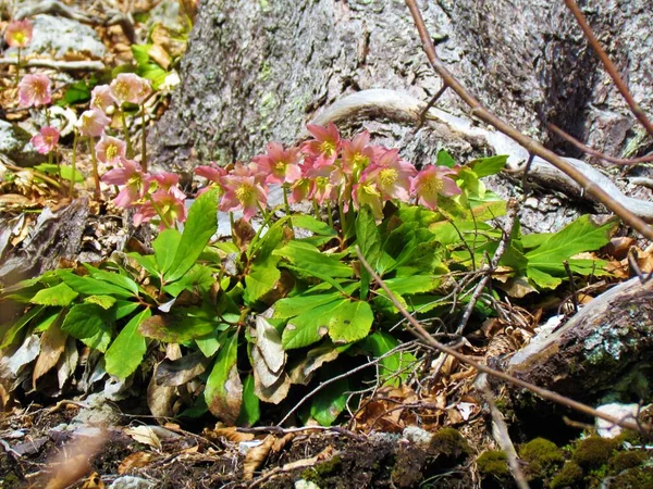 Zbliżenie Grupy Czerwonych Kwitnących Kwiatów Róża Lub Czarny Hellebore Helleborus — Zdjęcie stockowe