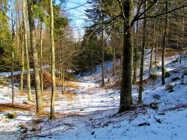 Noorse Sparren Bos Slovenië Met Grond Bedekt Met Een Dunne — Stockfoto