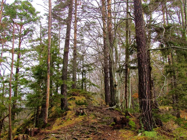 穿过苏格兰松树和欧洲山毛榉森林通往斯洛文尼亚波里亚那的小路 — 图库照片