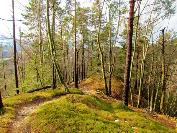 スロベニアのスコットランドやヨーロッパのブナの森 乾燥した草や春の健康 スロベニアの太陽の光に照らされた高山病 エリカ カーネア に覆われた地面を通る道 — ストック写真