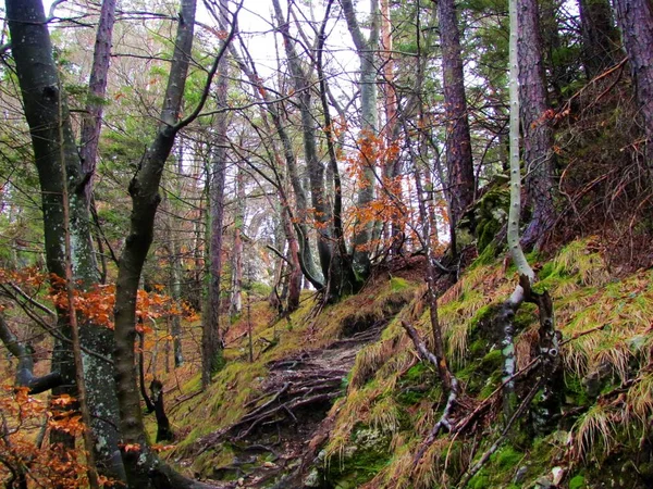 Путь Покрыт Корнями Идущими Через Европейский Бук Шотландский Сосновый Лес — стоковое фото