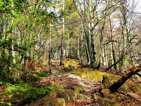 Slovenya Daki Dağ Yolu Avrupa Kayın Ormanlarından Geçen Köklerle Zemini — Stok fotoğraf