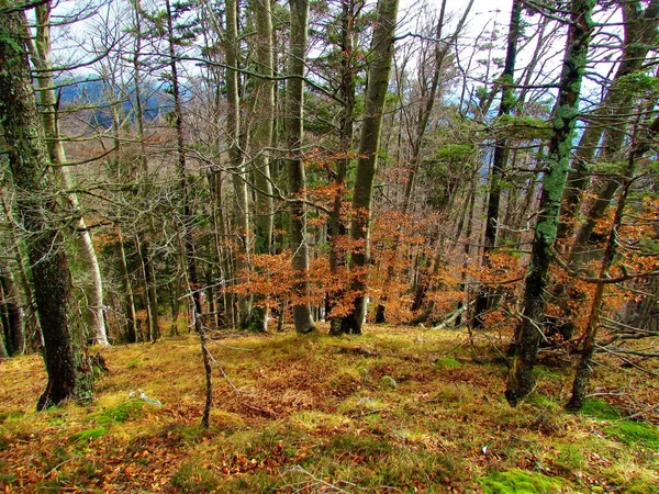 Bunte Buchenwälder Slowenien Mit Trockenem Gras Und Blättern Die Den — Stockfoto