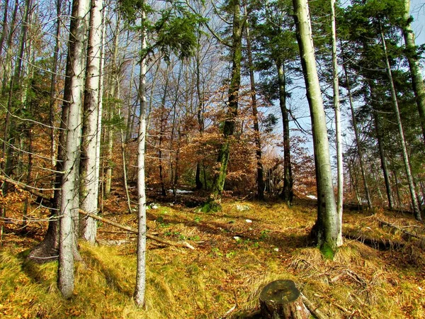 Φωτεινό Ευρωπαϊκό Έλατο Και Ευρωπαϊκό Δάσος Οξιάς Στη Σλοβενία Ξηρό — Φωτογραφία Αρχείου