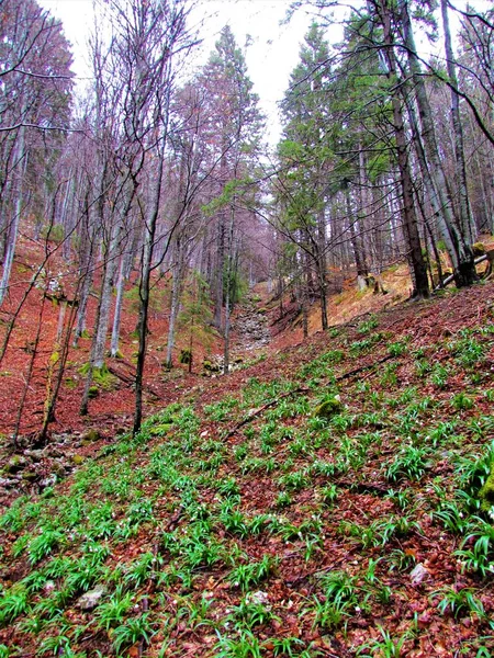 斯洛文尼亚Poljana下的干流或洪流和周围的斜坡 覆盖着春天的雪花 Leucojum Vernum — 图库照片