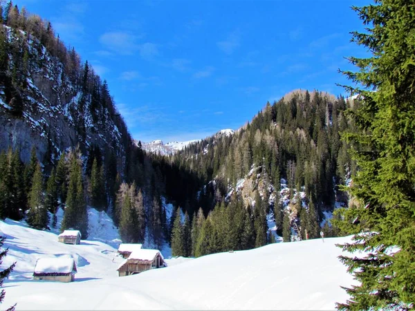 特里格拉夫国家公园Planina Jezero白雪覆盖的草地景观和朱利叶斯阿尔卑斯山斯洛文尼亚 森林覆盖的山谷和传统的Bohinj羊舍耸立在草地上 — 图库照片