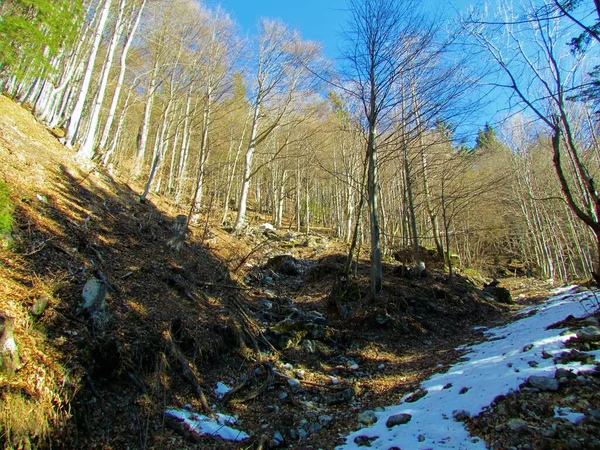 冬天阳光明媚的山毛榉林 在一个阳光明媚的日子里 斯洛文尼亚的雪地几乎消失了 — 图库照片